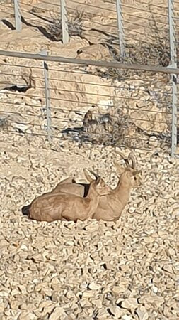 Ramon Crater-米茨佩拉蒙必去景点