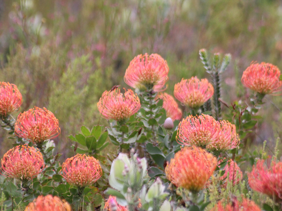 Tesselaarsdal旅游攻略图片