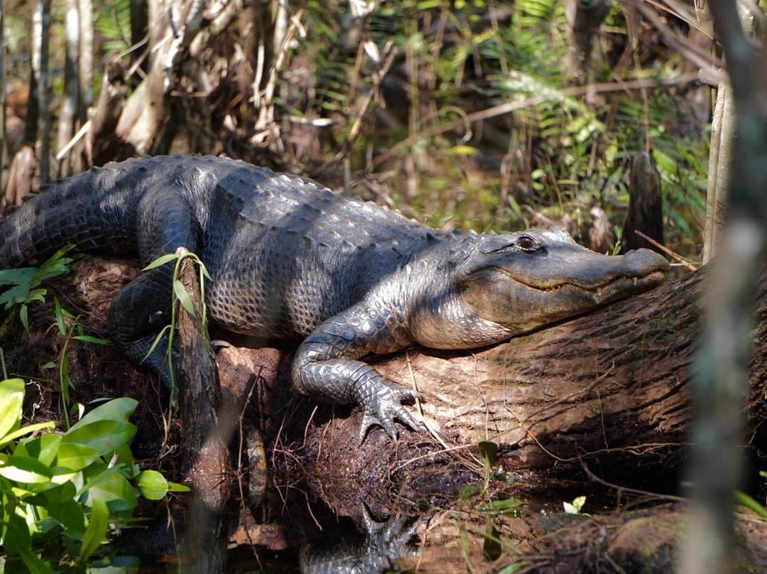Tour The Glades - Private Wildlife Tours-大沼泽地必去景点