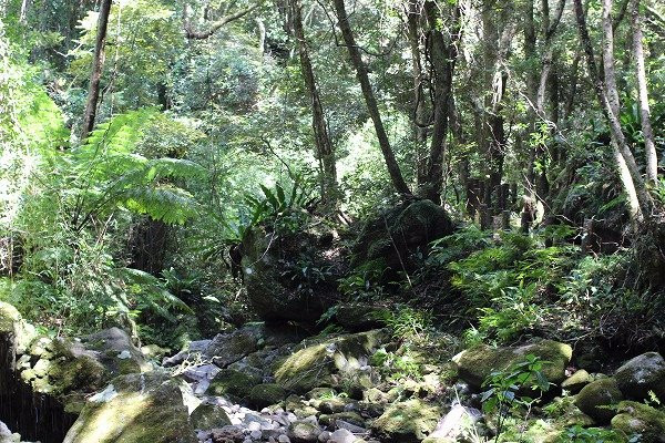 八丈町旅游景点-Uramiga Falls