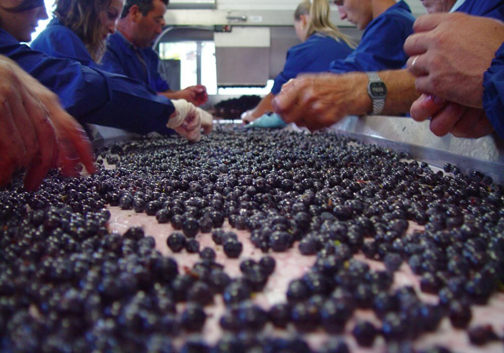 Olivi Le Buche Winery景点图片