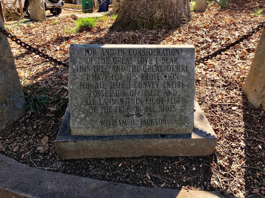 Tree That Owns Itself-阿森斯必去景点