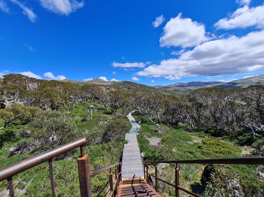 Snow Gums Boardwalk景点图片