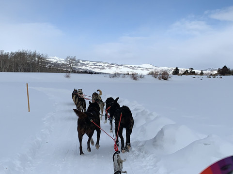 Mountain Mushers-韦尔必去景点