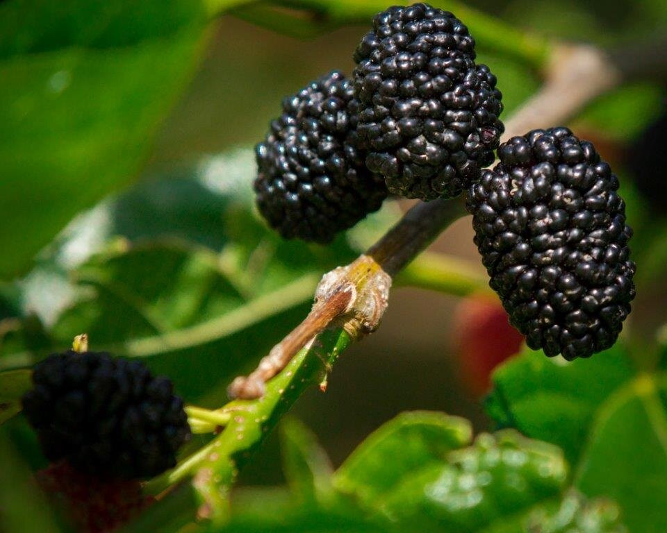 Mulberry Lodge Country Retreat主图