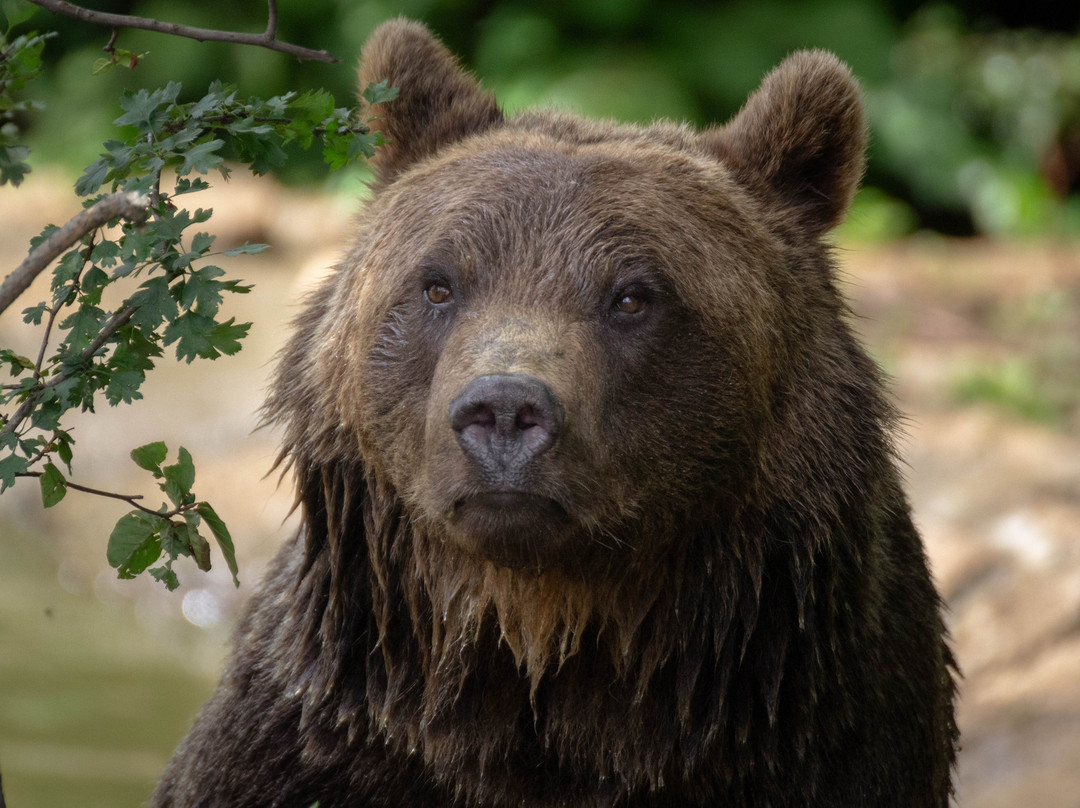 Libearty Bear Sanctuary Zarnesti景点图片