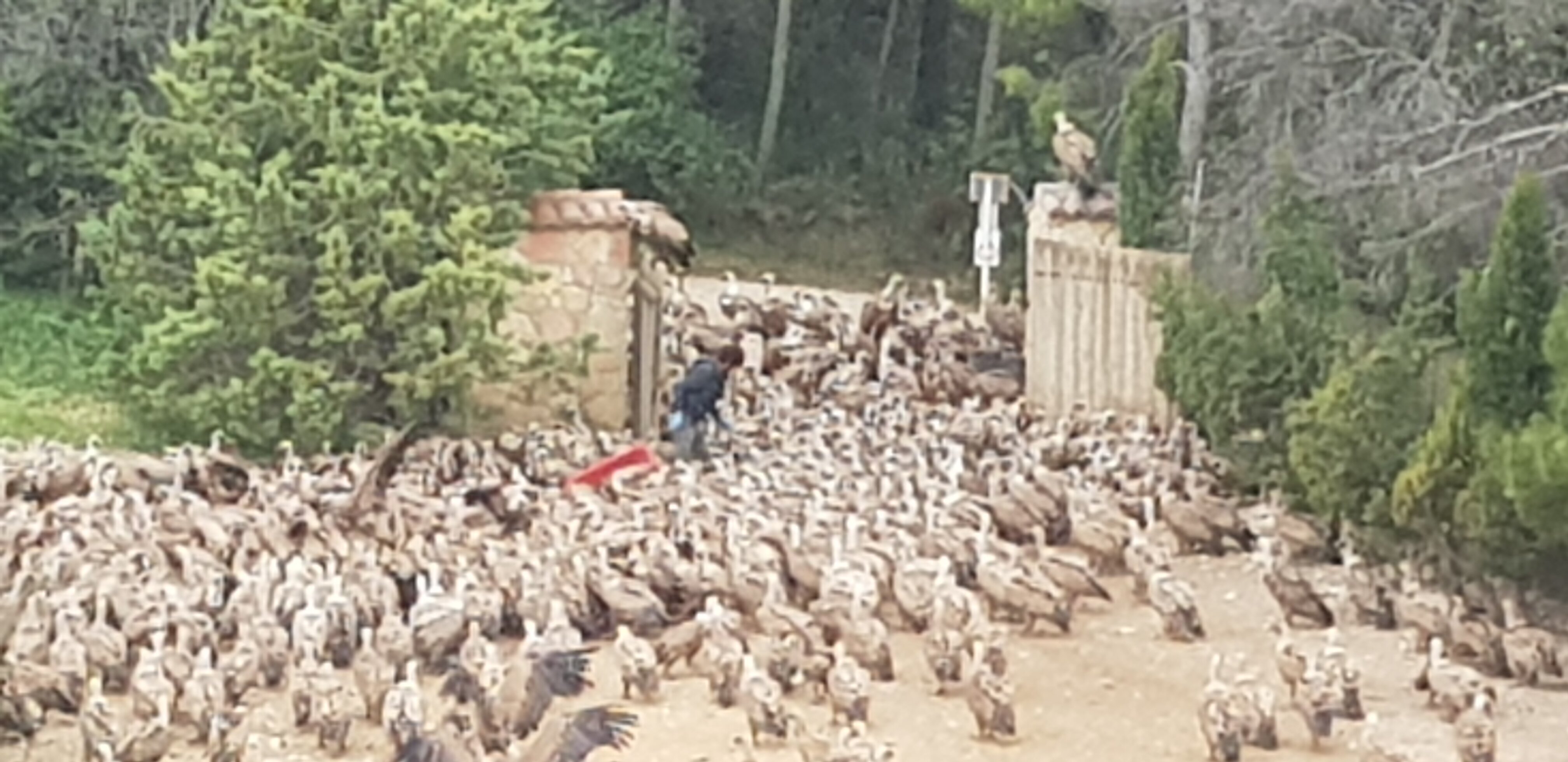 Observatorio de Aves Mas de Bunol-官方