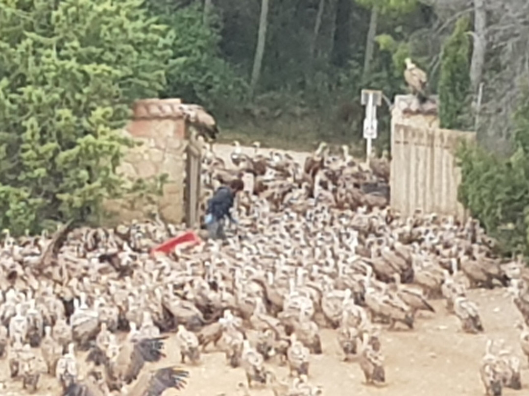 Observatorio de Aves Mas de Bunol主图