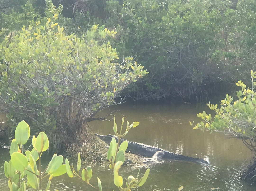 Black Point Wildlife Drive景点图片