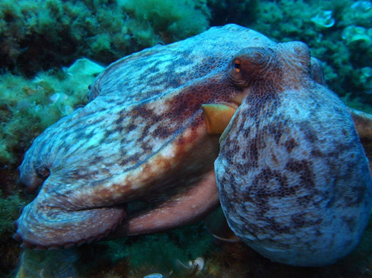 MENORCA BUCEO FORNELLS-Fornells必去景点