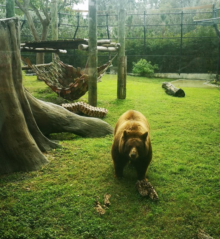 迈阿密动物园景点图片