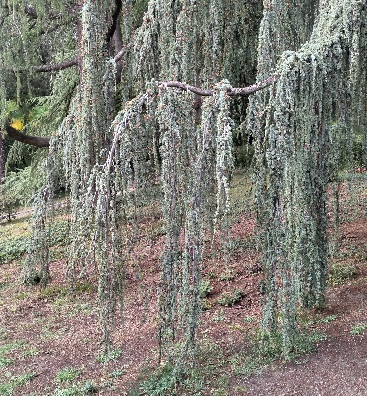 Massandrovskiy Park-雅尔达必去景点