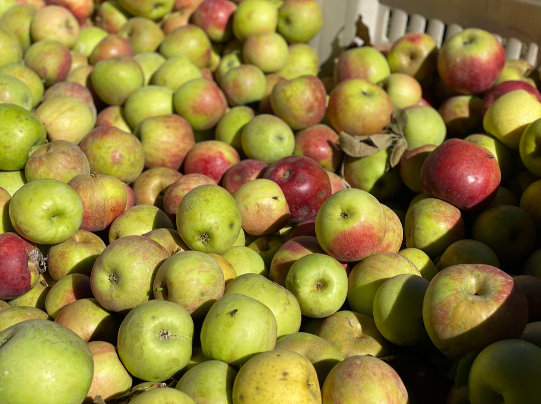 Reece Apple House-Ellijay必去景点