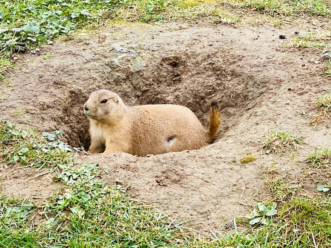 Tierpark Wismar景点图片