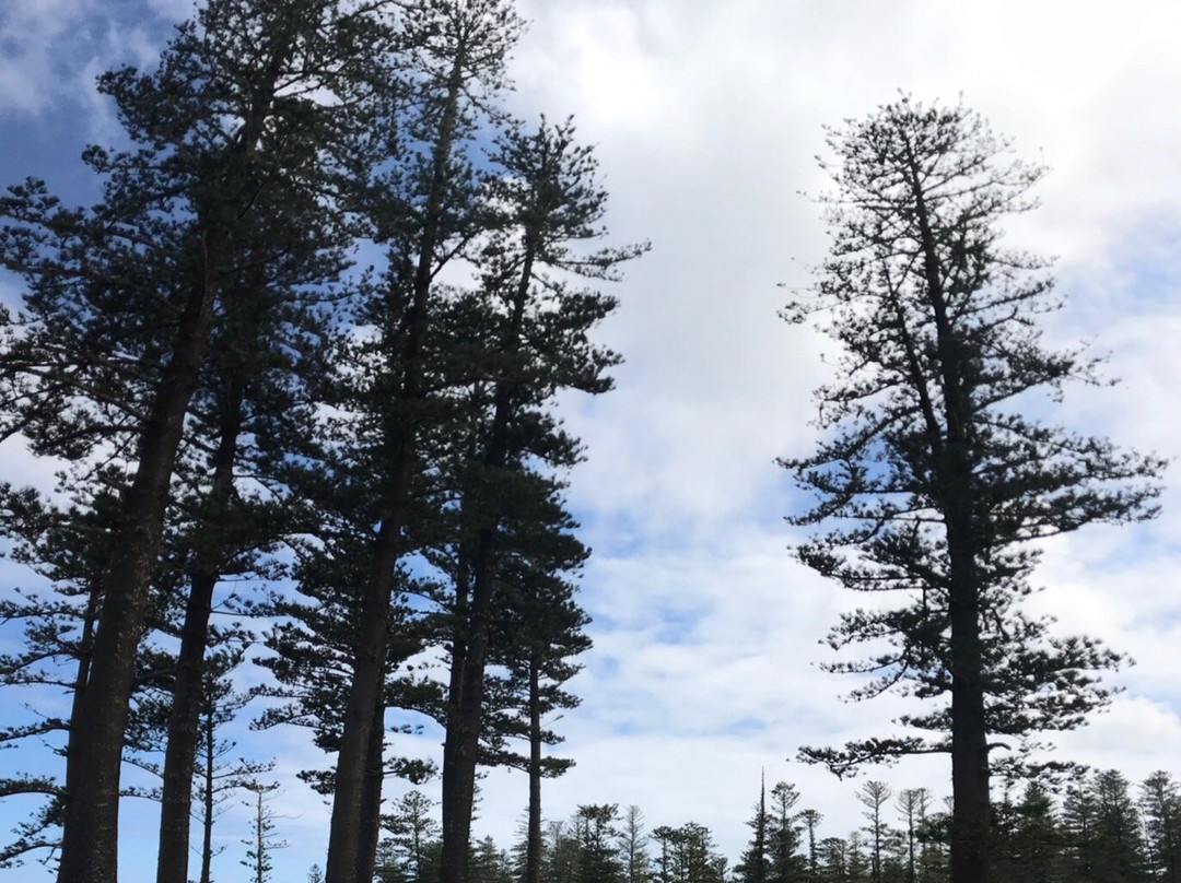 Pinetree Tours-诺福克岛必去景点