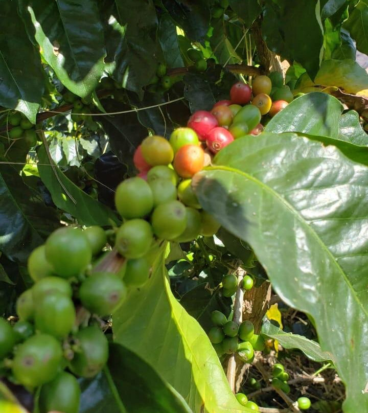 Finca El Tinto-La Vega必去景点