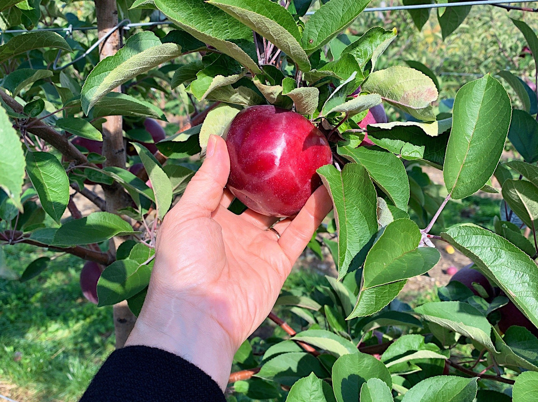 Apex Orchards-Shelburne Falls必去景点
