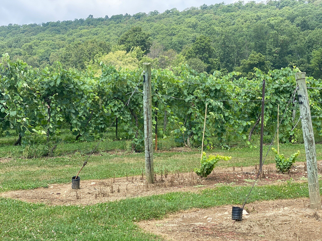 Mount Nittany Vineyard & Winery景点图片