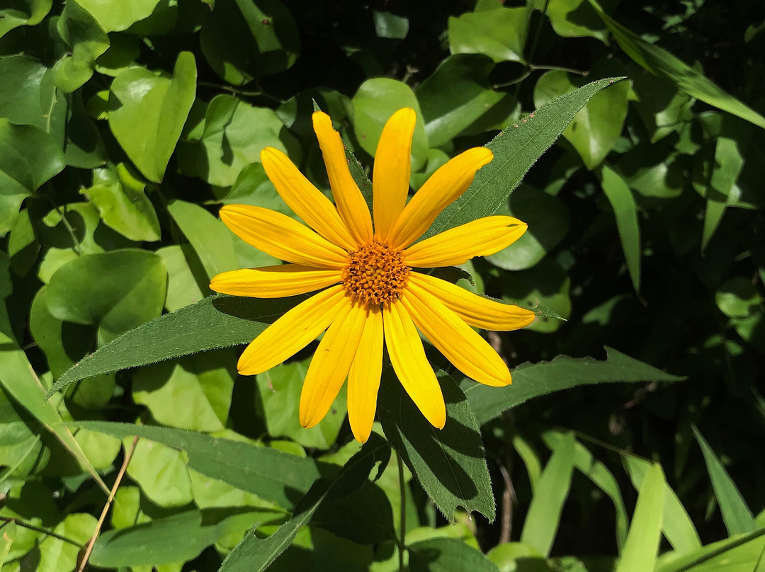 Schermerhorn Park-Galena必去景点