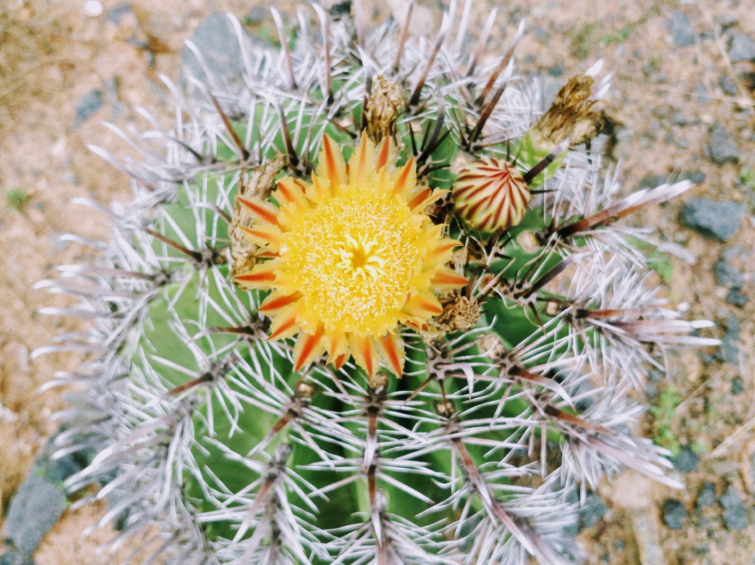 Auroville Botanical Gardens景点图片