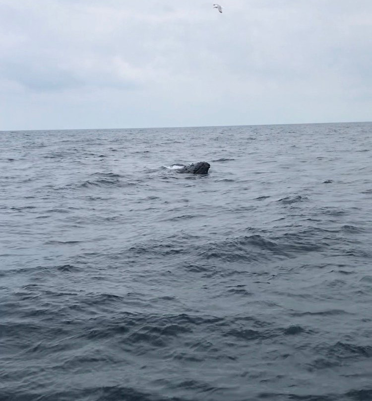 Cork Whale Watch景点图片