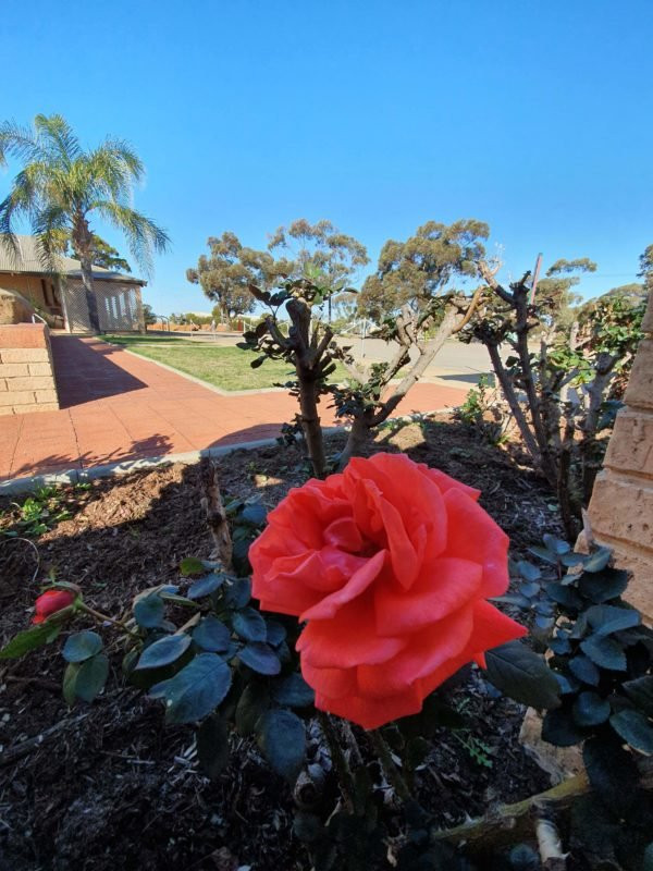 Dalwallinu Wheatland Motel主图