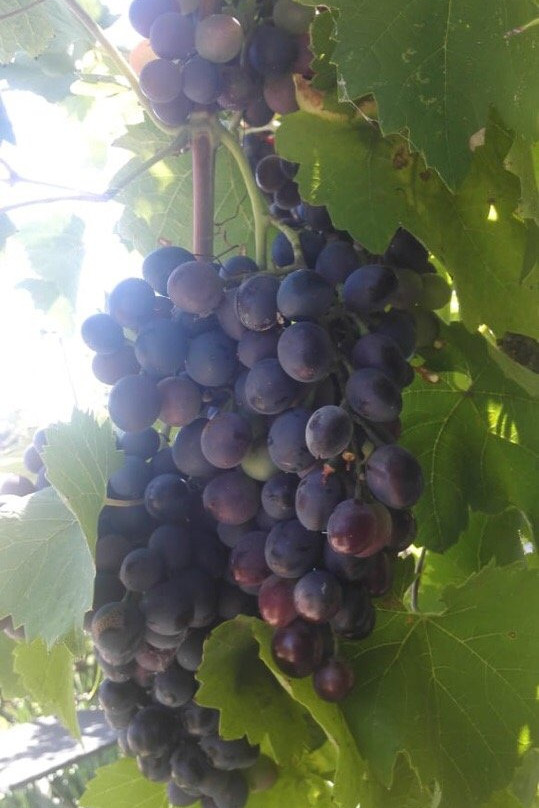 Luxury Spa Villa Elizabeth Star主图