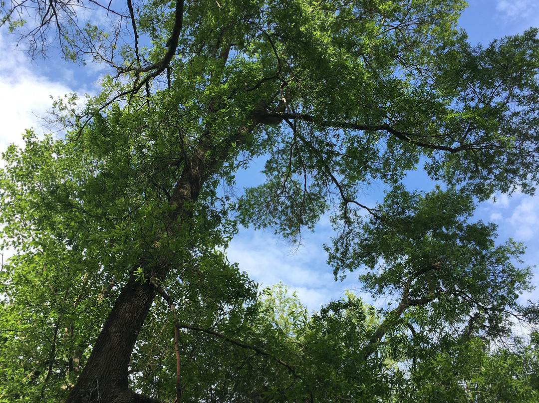 Willow Oak Natural Area景点图片
