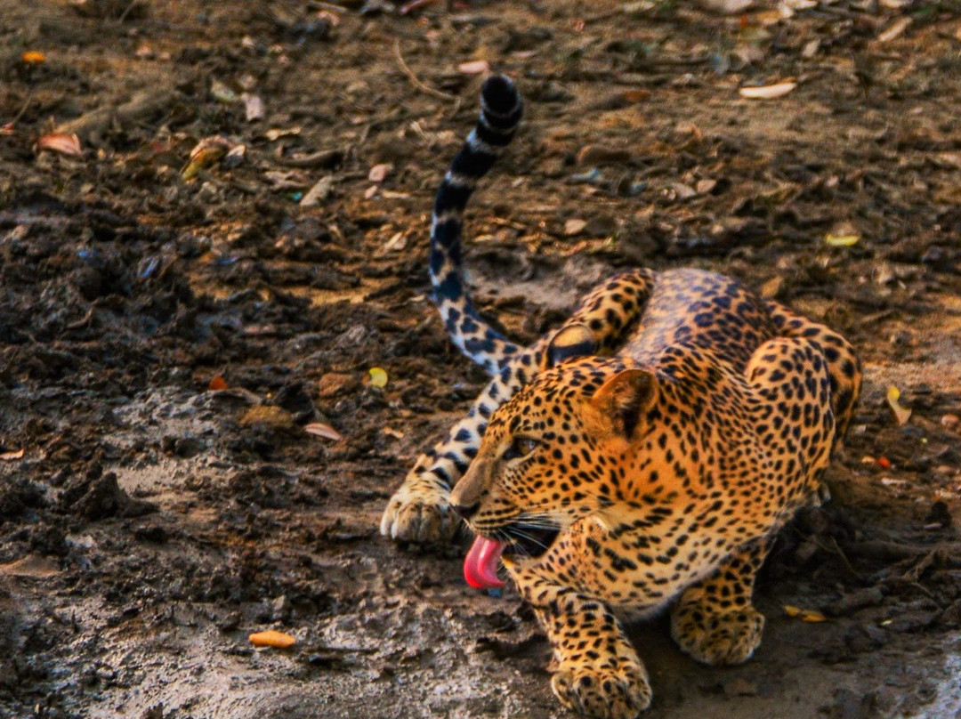 Srilanka Wild Safari Jeep tours-哈巴拉娜必去景点