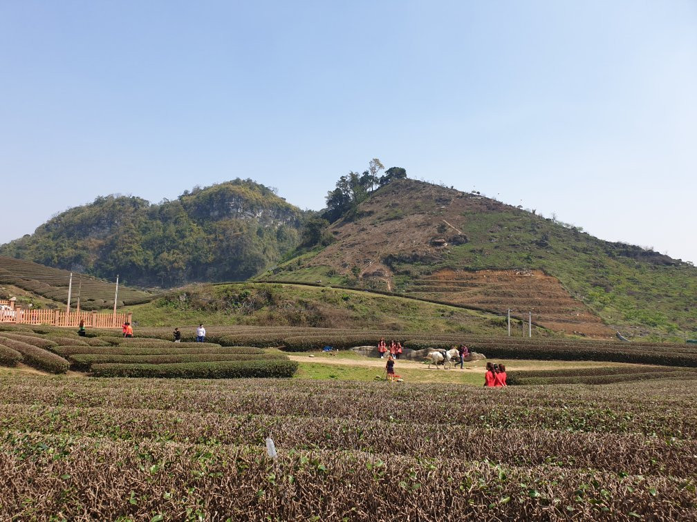 Moc Chau Tea Plantation-Moc Chau必去景点