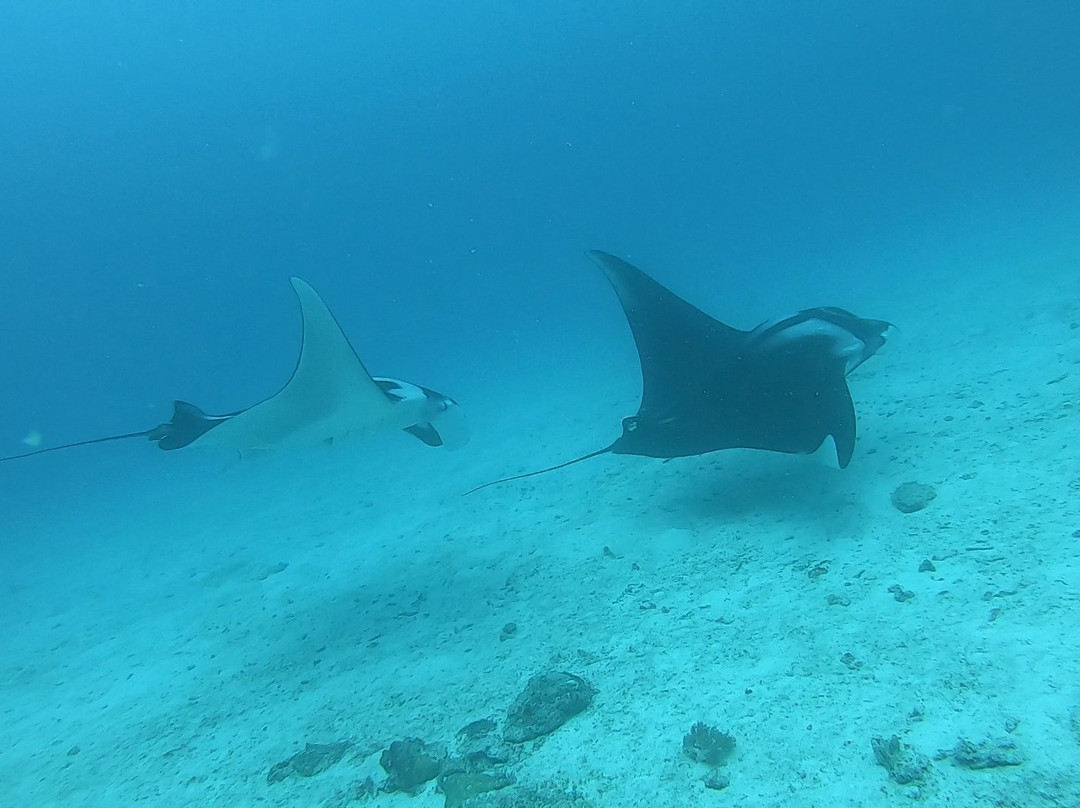 Tropical Diving景点图片