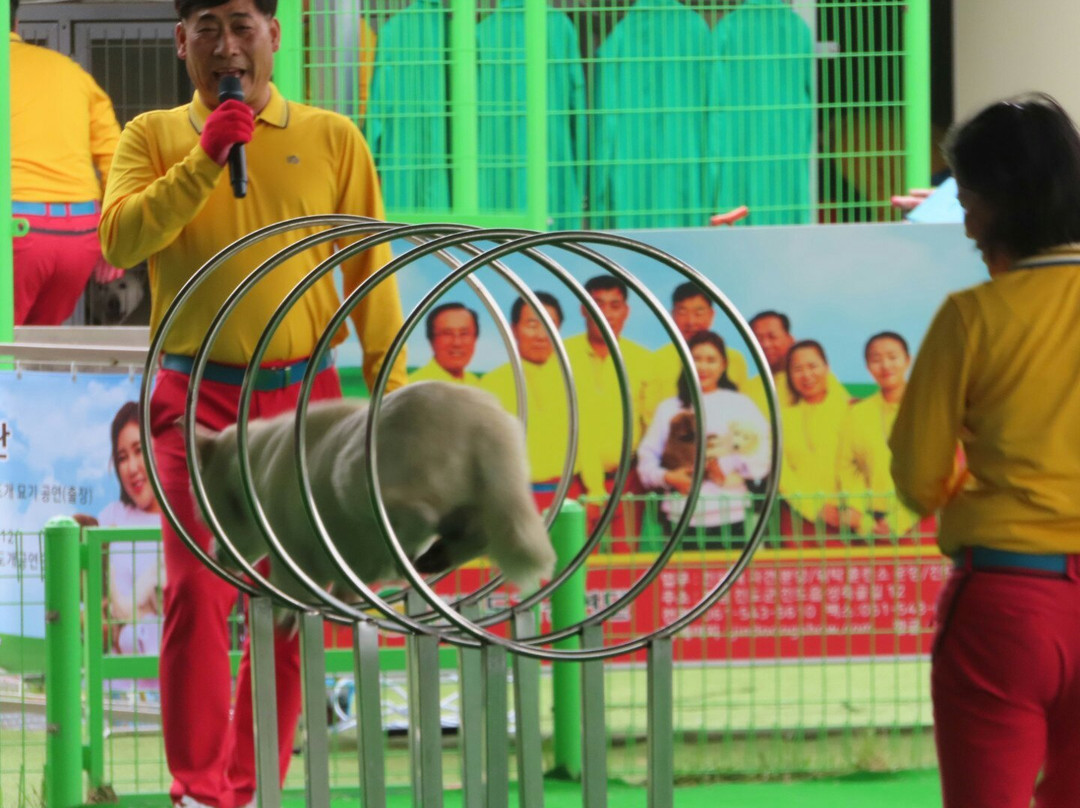 Jindo Dog Theme Park-珍岛郡必去景点