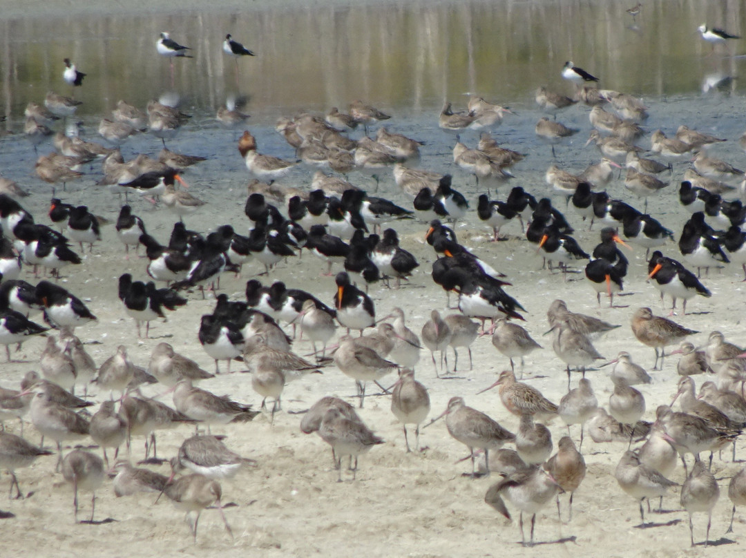 Pūkorokoro Miranda Shorebird Centre-Miranda必去景点