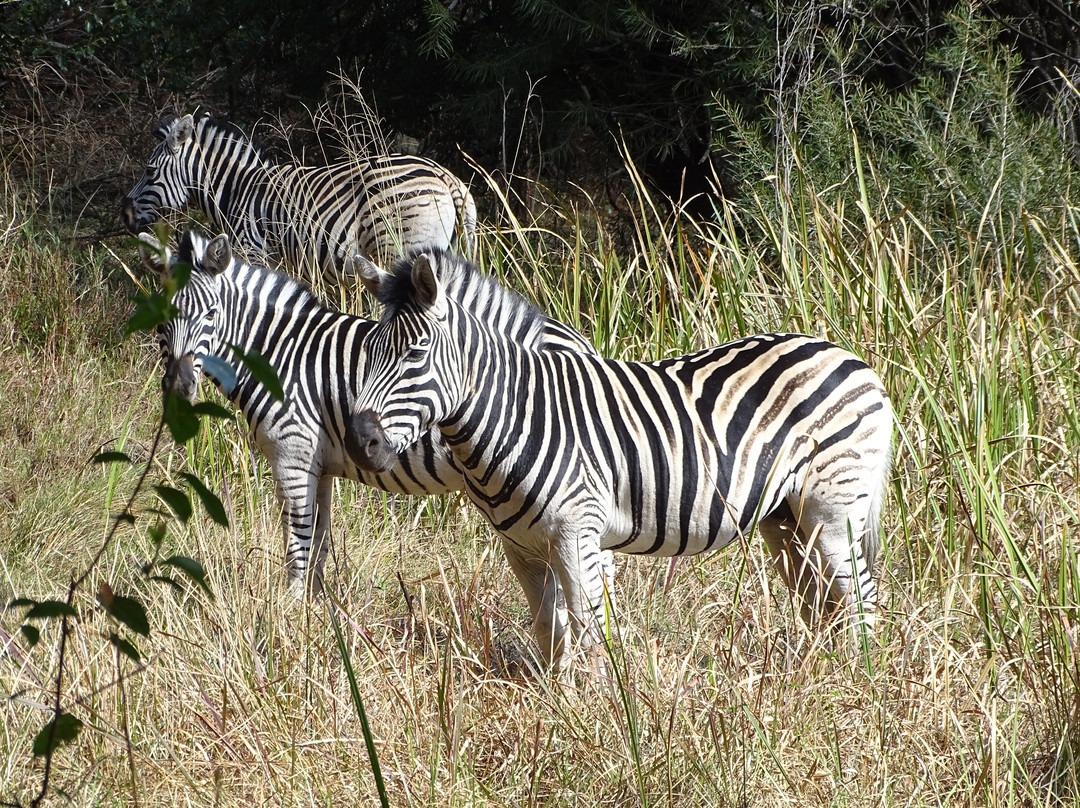 Queen Elizabeth Park-彼得马里茨堡必去景点