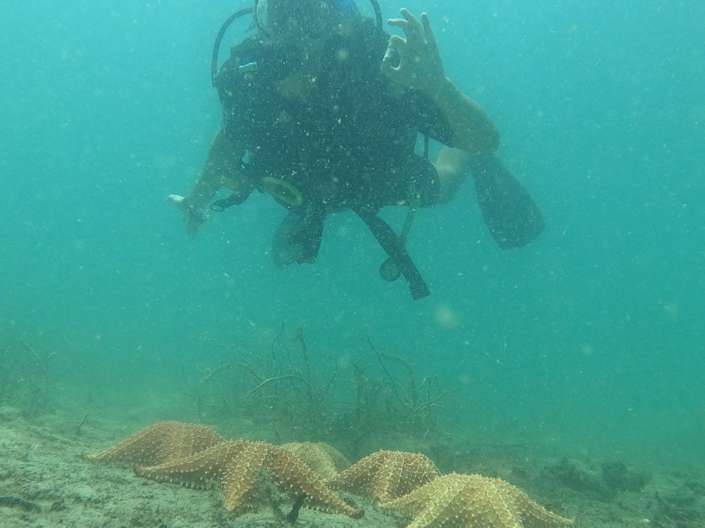 Starfish Diving Bocas景点图片