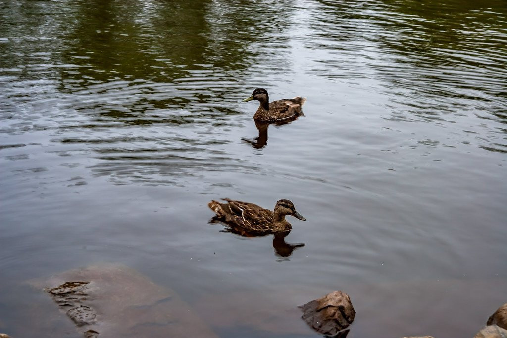 Wentworth Park-悉尼必去景点
