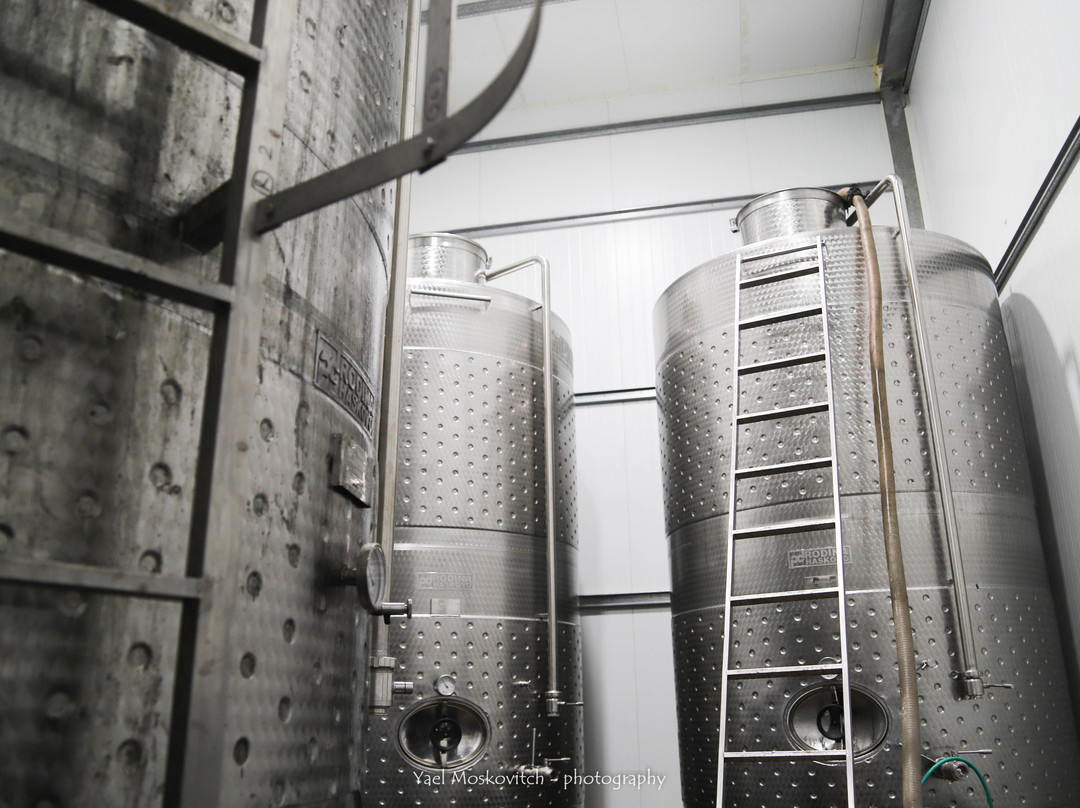 Ramat Negev Winery-Kadesh Barnea必去景点