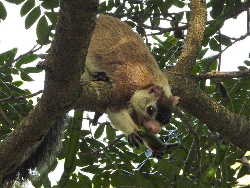 Wilpattu Tree House Hotel主图