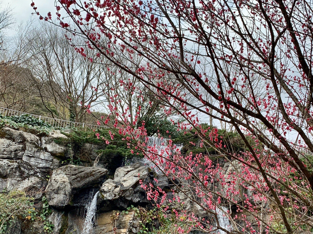 Atami Baien Ume Blossom Festival-热海市必去景点