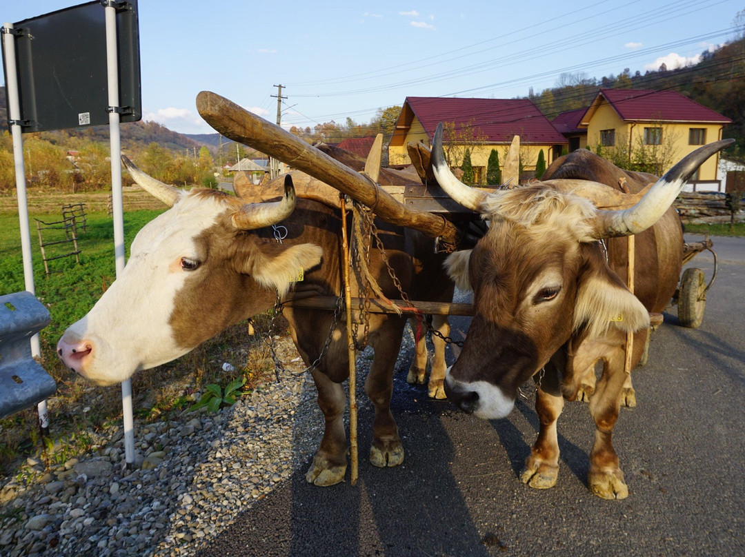 Maramures Tours景点图片