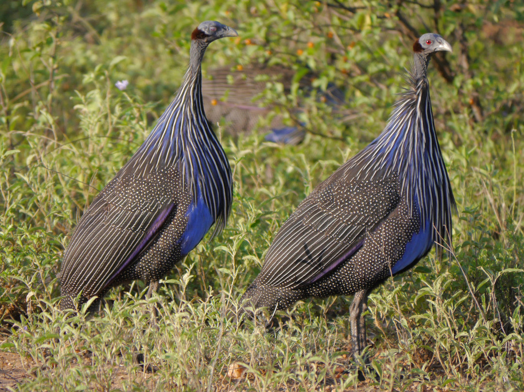 Ethiopian Endemic Birdwatching Tours-拉利贝拉必去景点