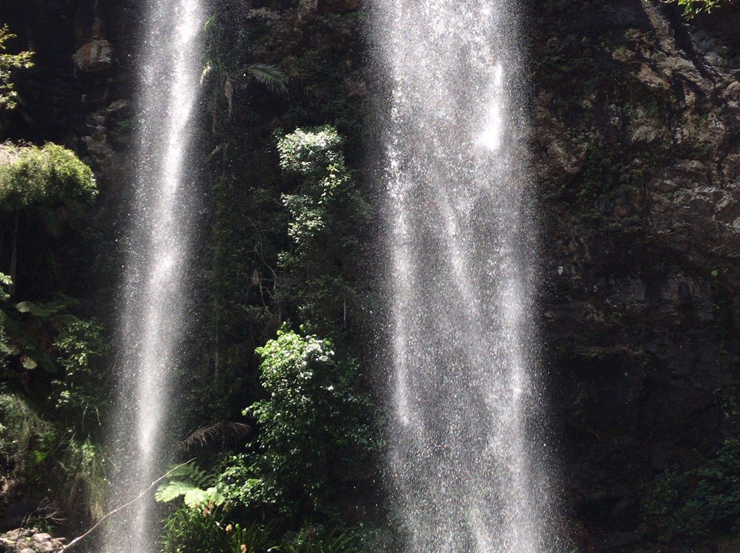Rainforest Tours Australia-黄金海岸必去景点