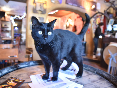 Le Chat noir-南特必去景点