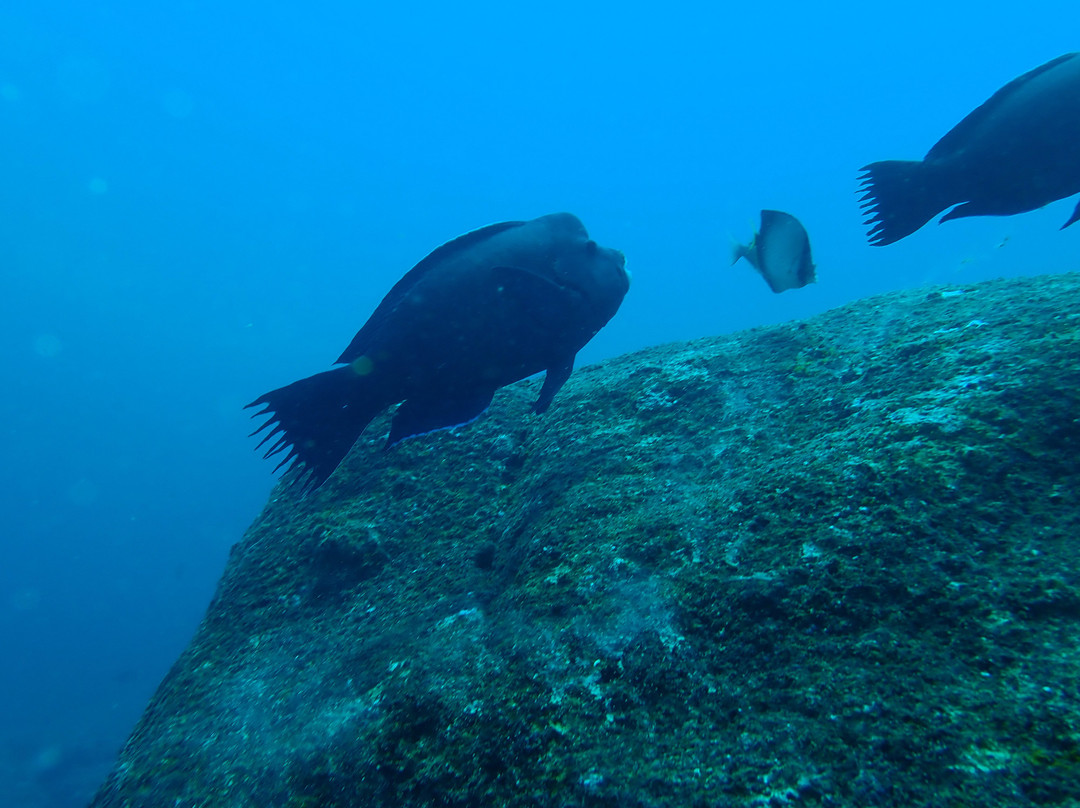 Polhena Diving Center-马塔拉必去景点