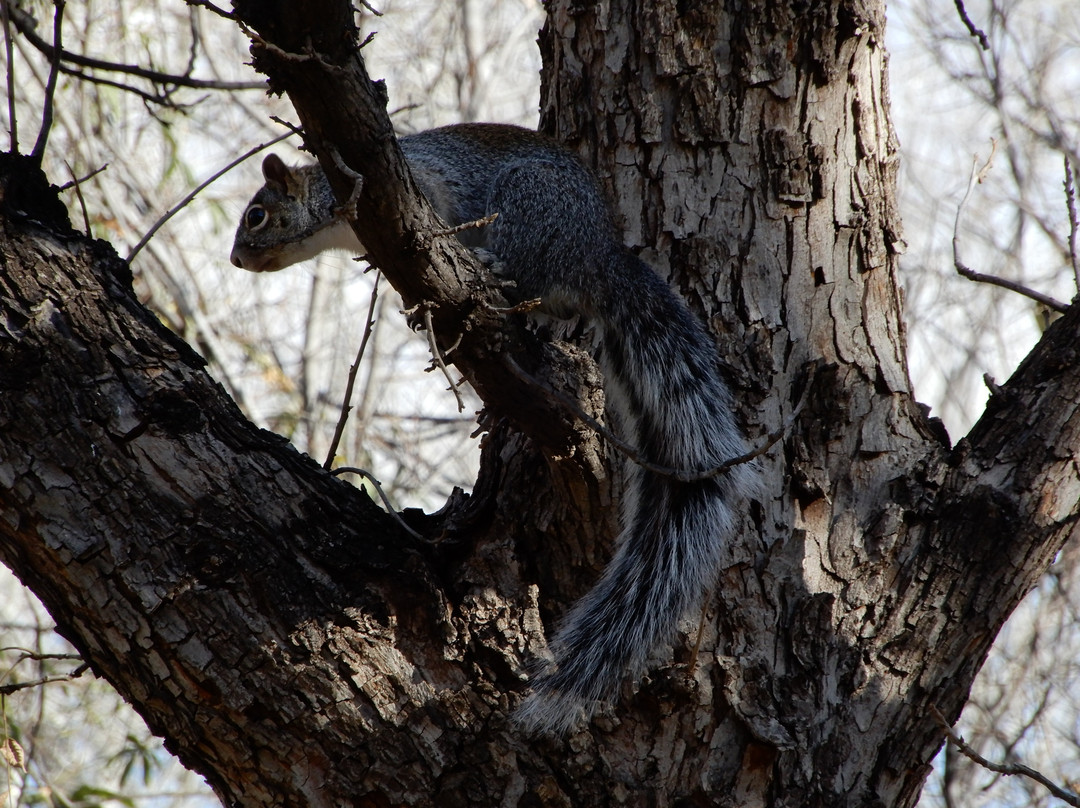 Patagonia-Sonoita Creek Preserve景点图片
