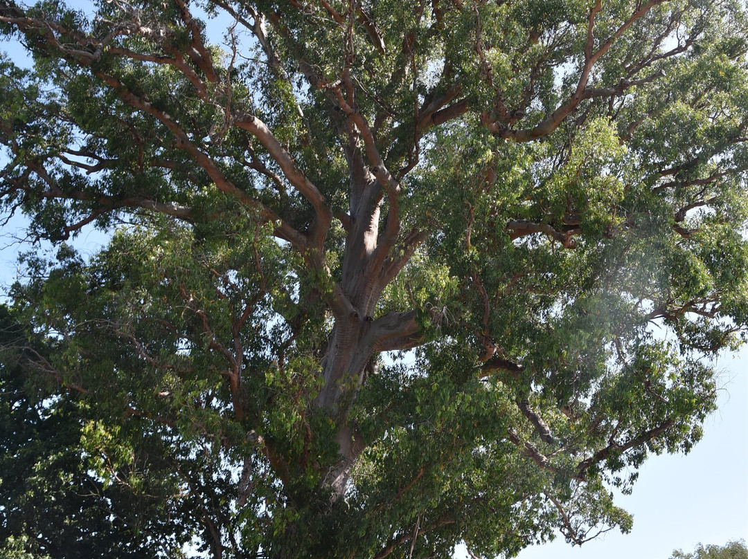 Samuel Oates Gum Tree 1856景点图片