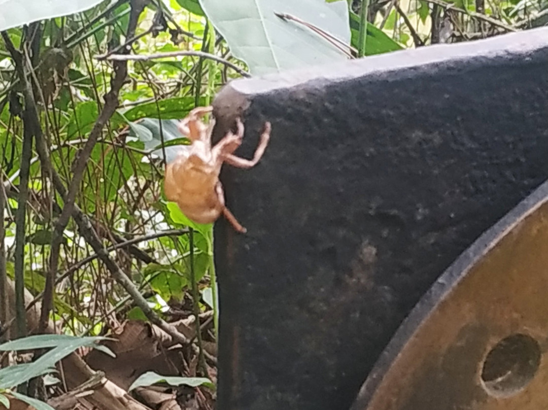 Parque Estadual Cantareira - Núcleo Cabuçu-瓜鲁柳斯必去景点