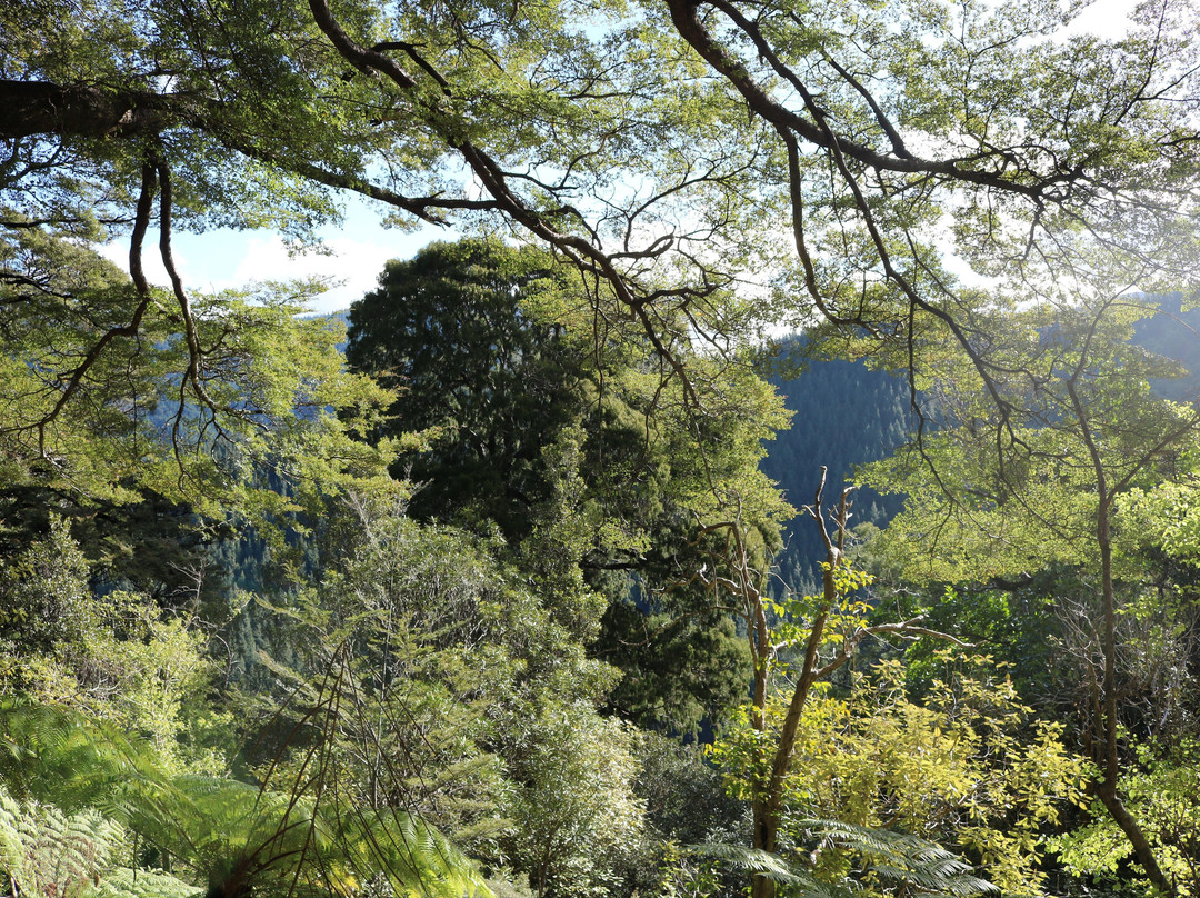 Walk Pelorus NZ景点图片