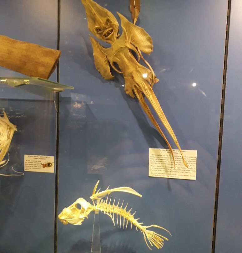 Museo Maritimo de Asturias景点图片