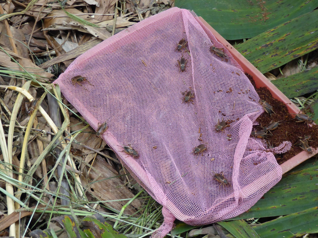 Thien An Cricket Farm-Lam Dong必去景点